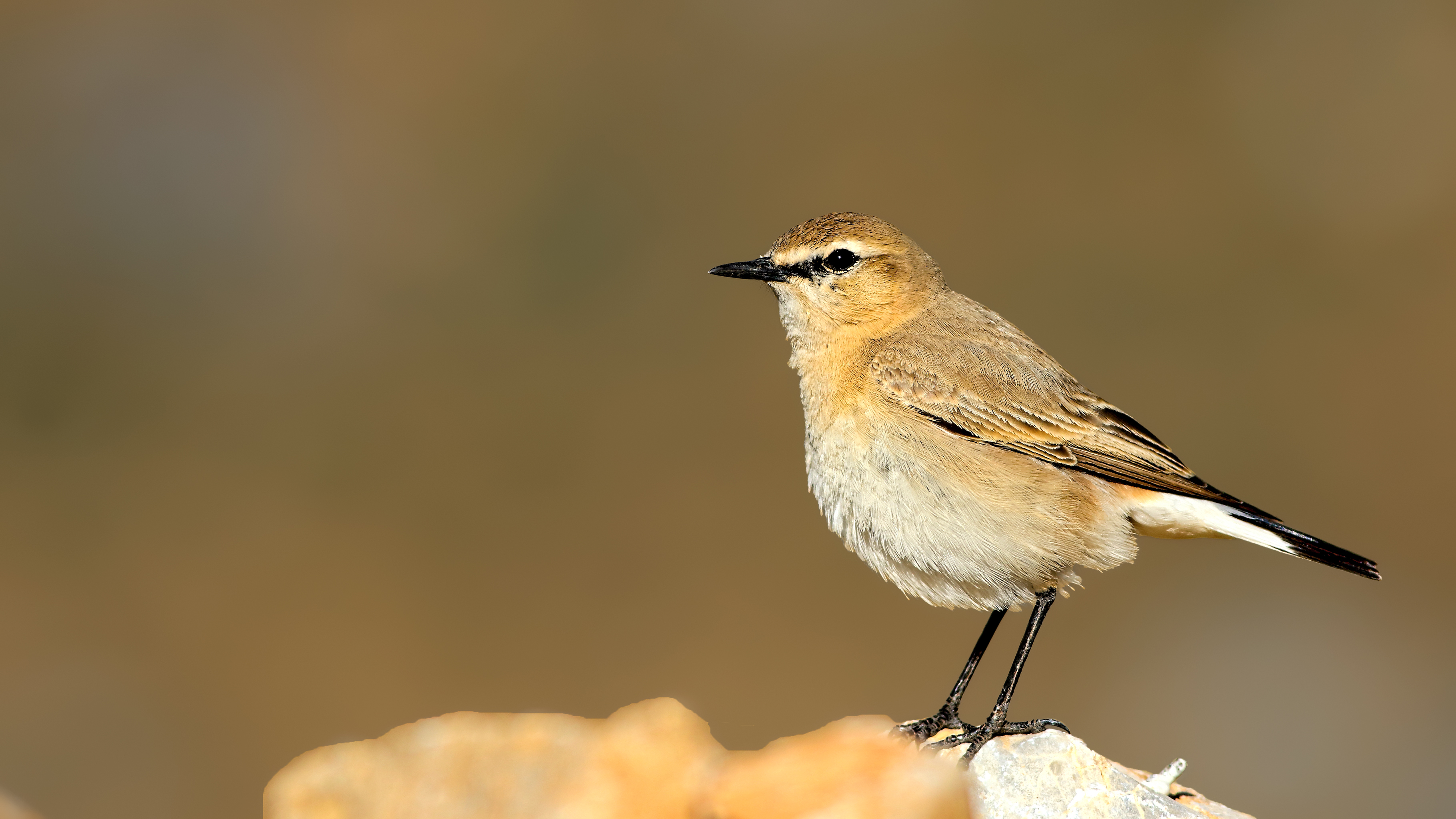 Isabelline Wheatear
